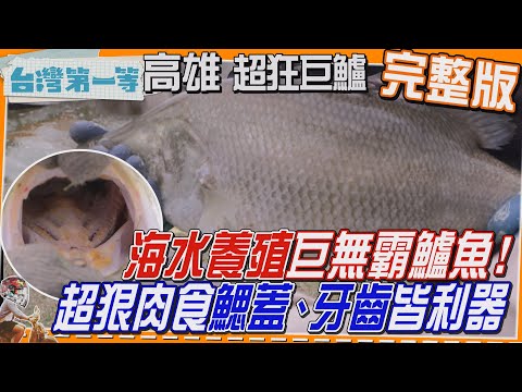 [全新] 高雄【海水養殖「巨無霸鱸魚」超狠肉食性"鰓蓋、牙齒"皆利器?!/神農獎「雞牡蠣」雞中生蠔！傻瓜才不吃的部位？！】│2025.03.02│《台灣第一等》完整版