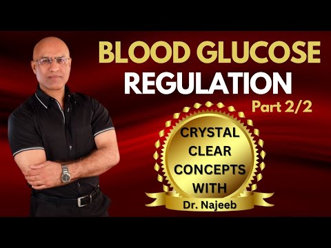 Fed State | Insulin & Role of Liver | Blood Glucose Regulation Part 2/2🧑🏻⚕️