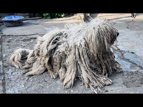 We Needed To Give This Dog Back To The Owner...