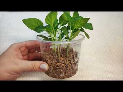 Теперь сею ПЕРЦЫ только так, рассада всегда крепкая, здоровая, урожайная, удивительный результат