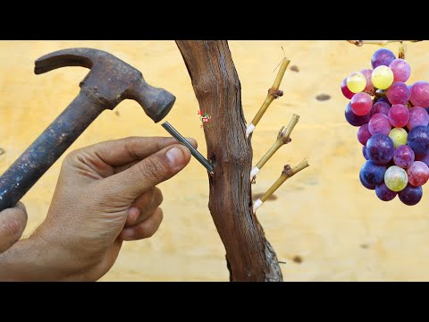 Grafting grape trees with accuracy and a 0% failure rate