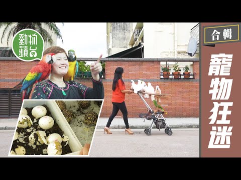 香港寵物狂迷包你估唔到！退休靚太怕30隻鸚鵡學粗口連電視都唔睇 22歲龜癡全屋逾40隻陸龜 小龍蝦狂迷養殖室育200缸螯蝦 #動物蘋台─果籽 香港 Apple Daily