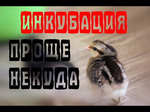 Инкубация куриных яиц. Все просто!!!