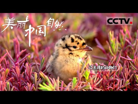 【ENG】世界上最南端的繁殖区！来辽东湾邂逅这群可爱的动物《美丽中国自然》辽东湾的动物们系列【CCTV纪录】