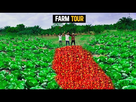 Farm Tour - Inside a 7 Acre Irrigated Vegetable Farm in Ghana