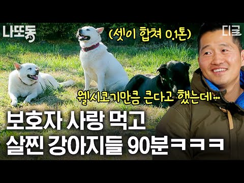 [#고독한훈련사] (90분) 토실토실 100kg 삼형제💕 보호자님 사랑 듬뿍 먹고 무럭무럭 자란 거대 강아지 모음🥰 | #나중에또볼동영상
