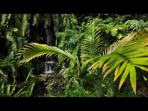 An Incredible Exotic Plant Collection at Garfield Park Conservatory