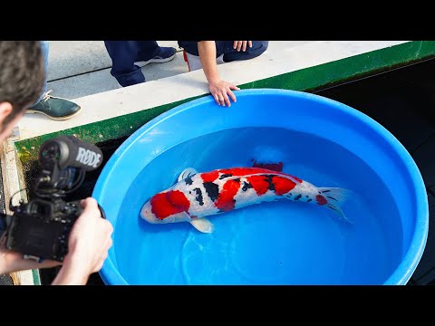 We Finally Found the Perfect Koi Fish in Japan! (Most Expensive Ever)