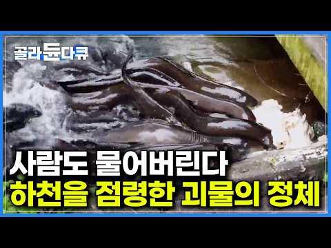 도심에 괴물이 산다. 민물 생태계 최상위 포식자를 하천에 무리 지어 살게 했더니|몸길이 최대 2m, 무게 40kg의 뉴질랜드 대물 롱핀장어|훈제 장어 공장|극한직업|#골라듄다큐
