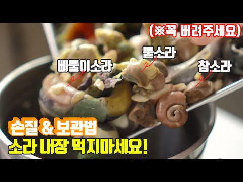 conch everything what you need to know (purchase tips, washing, effects, keep,eat)