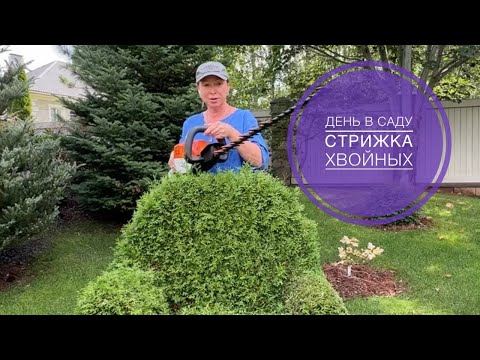 ДЕНЬ В САДУ. Стрижка хвойных