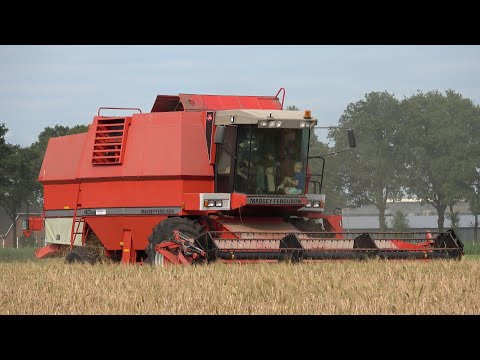 Gerst oogst bij Kamphuis - voor het eerst met hun eigen Massey Ferguson 40RS combine (2024)