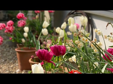 MEET THE NEW MEMBERS OF OUR FAMILY spring cottage gardening, village store mooch and seed sowing 🌷🌱