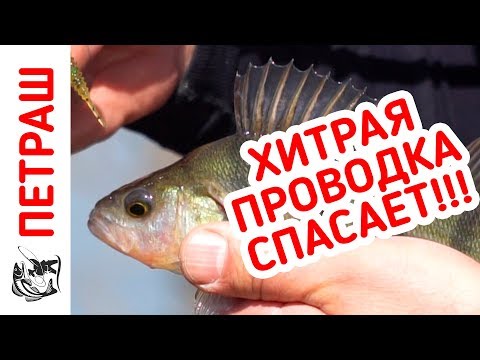 Fishing in 2018! A lot of perch caught this wiring! Mikrodzhig for the beginner