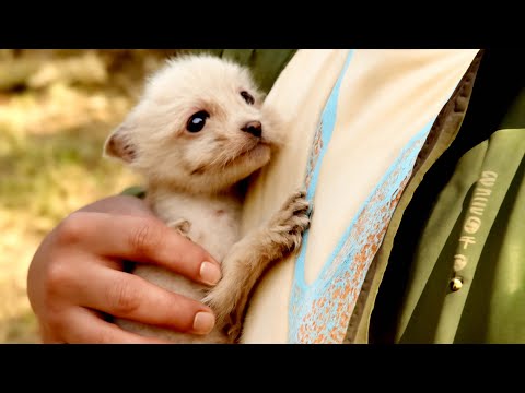 The fox mom has gone forever, and I spent 30 days with the little fox.🦊👍❤❤❤