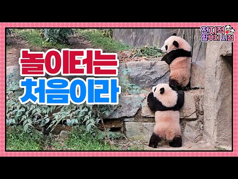 (SUB) The First Outdoor Picnic Of Twin Pandas🐼│Panda World