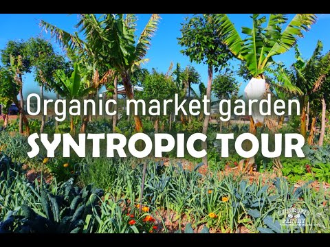 Organic Market Gardens - A tour of a highly productive syntropic organic market garden in Australia