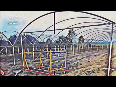 ТЕПЛИЦА.ЦВЕТЫ.МАЛИНА.КУКУРУЗА.ПЕРЦЫ.КЛУБНИКА