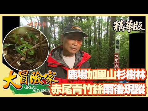 【大冒險家】鹿場加里山杉樹林 赤尾青竹絲雨後現蹤 │2002.08.26│ 139集精華版