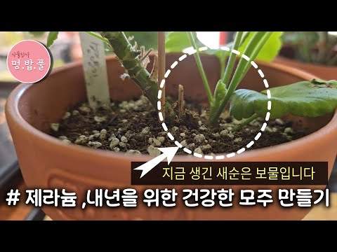제라늄, 내년을 위한 건강한 모주 만들기#병없는제라늄 #변이없는제라늄 #하단새순