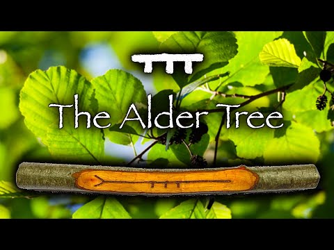 Alder | Mythology, Folklore and Magic of the Alder Tree (Fearn)