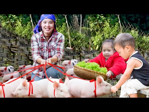 Nhi Membantu Ibu: Merawat Anak Babi dan Panen Kolrabi di Ladang Keluarga