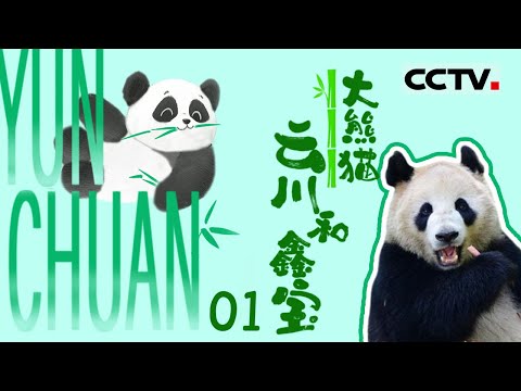 《🐼大熊猫云川和鑫宝》01 “干饭”大熊猫： 没有任何一根笋能逃出云川和鑫宝的嘴巴 它们的赴美之旅即将开始【CCTV纪录】