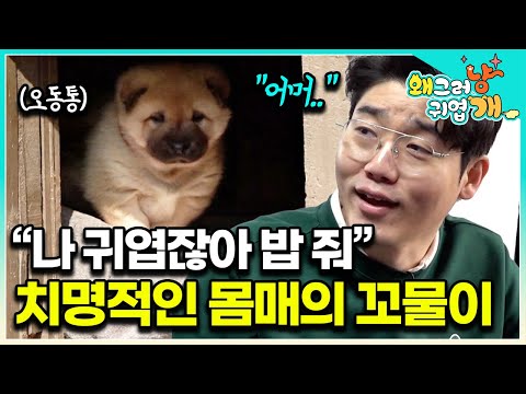 The most heartbreaking appearance ever🥹Chilbok suddenly appeared and ate two meals, then became t...