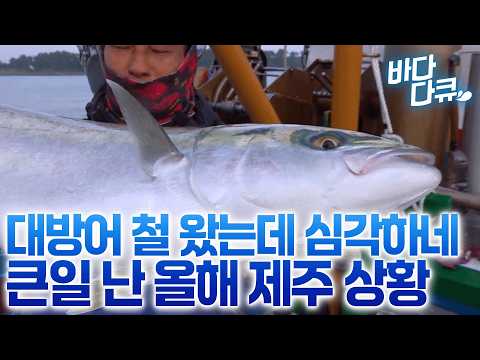 2025년 12월 대방어 찾은 손님들이 기름기 싹 올라 맛있다고 난리인데 올해는 방어가 잘 안 잡힌다, 맨손으로 20kg 대방어와 한판 승부 / #바다다큐