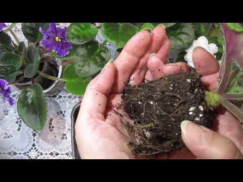 My violet has yellow leaves! Here's the cause and solution.