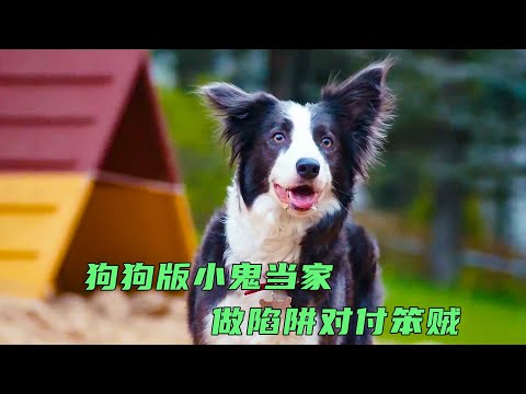 狗狗版小鬼当家，会制作陷阱的小狗，将笨贼耍的团团转