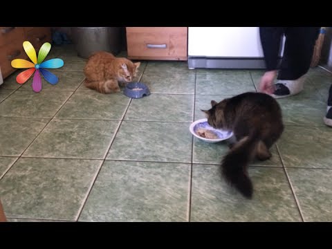 Как примирить двух котов, которые раньше не жили вместе – Все буде добре. Выпуск 1049 от 10.07.17