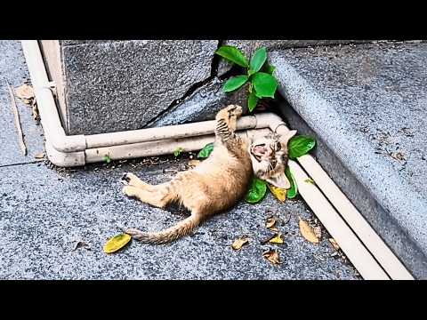 The paralyzed stray kitten, unable to see, meowed pitifully using only her hearing to attract notice