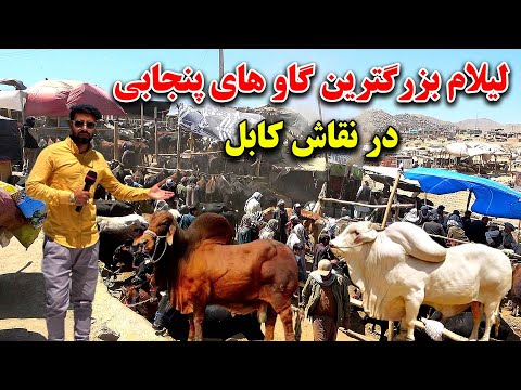 هجوم مردم بخاطر قربانی در بزرگترین بازار مواشی افغانستان | لیلام گاو های پنجابی در کابل