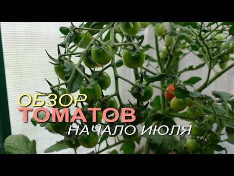 Обзор ТОМАТОВ на начало июля! Советы от ЗЕЛЕНОГО ОГОРОДА!