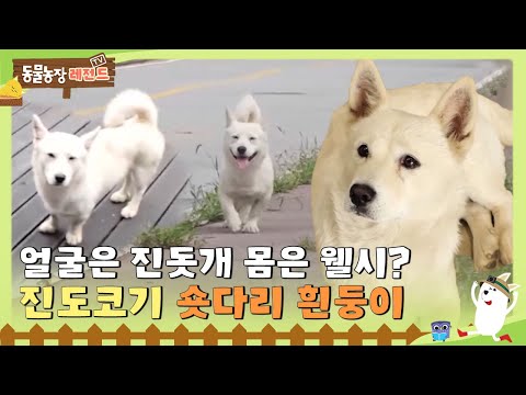 [TV 동물농장 레전드] 얼굴은 진돗개 몸은 웰시코기? 숏다리 흰둥이의 숨겨진 사연! 풀버전 다시 보기 I TV동물농장 (Animal Farm) | SBS Story