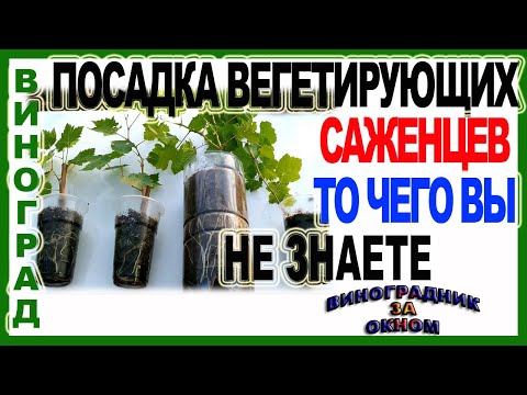 🍇 Посадка вегетирующих саженцев в открытый грунт! Все что нужно знать.