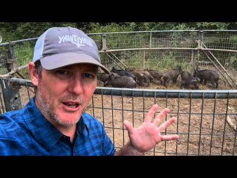 The Feds were called I trapped so many hogs.