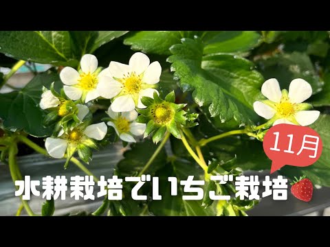 11月のいちご栽培🍓