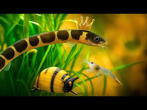 Best Tank Cleaners That REALLY Help - Freshwater Clean Up Crew Ultimate Guide