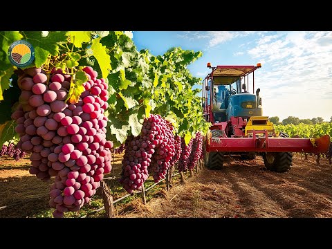 How Farmers Harvest Grapes For Wine In A Factory - Wine Production Process | Farming Documentary