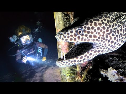 What Creatures Patrol The Ocean Floor At Midnight?