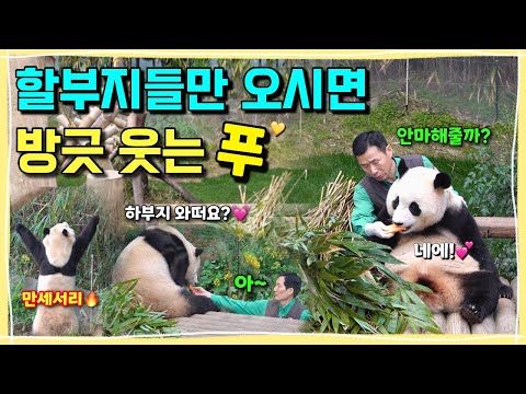 [ep.237] 자꾸만 푸바오 곁에 찾아오시는 두 할부지 덕분에 너무 좋아서 방긋방긋 웃는 푸바오🙆🏻‍♂️💕ㅣ유채꽃에 돌진한 푸질머리와 만세 서리🔥ㅣ에버랜드 판다월드