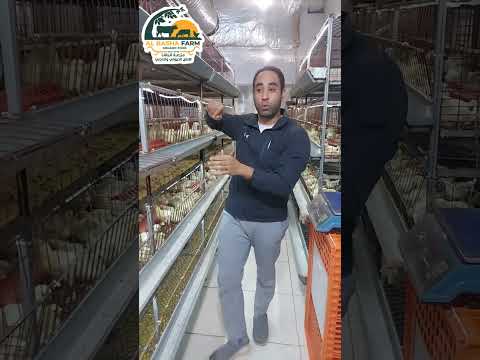 تربيه الفراخ من البدايه للنهايه#تربية#تربية_دواجن