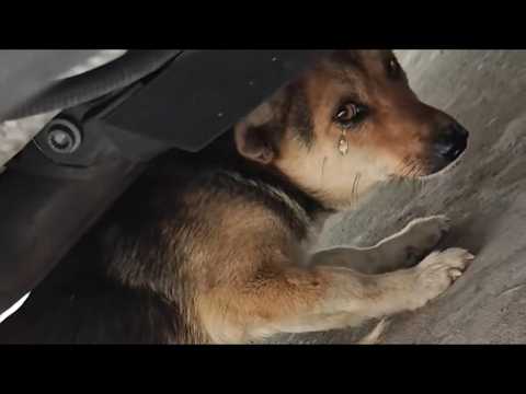 Abandoned with Broken Legs, He Curled Up in a Toilet—Until a Stranger Gave Him Hope!