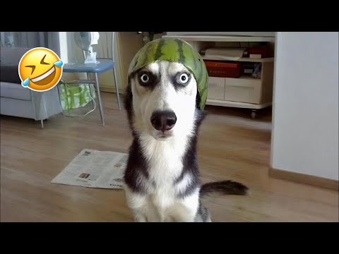 Funniest Cats and Dogs Clips of 2025😼🐶Try Not To Laugh😜