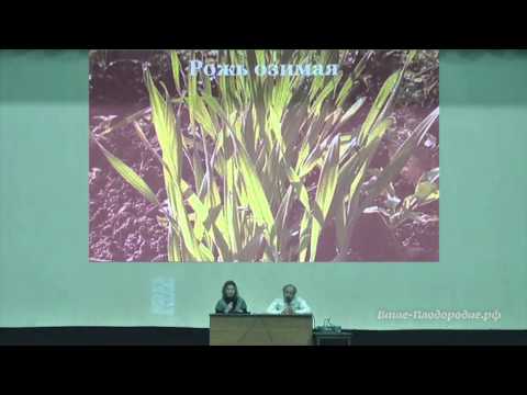 Сидераты, мульча и компания