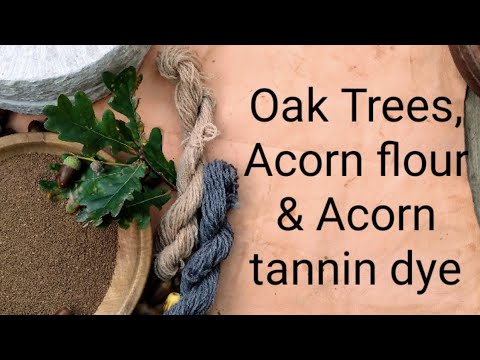 Oak trees, Acorn flour & dye