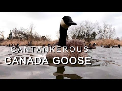 Cantankerous Canada Goose | A Wildlife Conservation Story