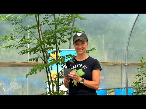 How to grow a Moringa Tree, also known as the Tree of Life!